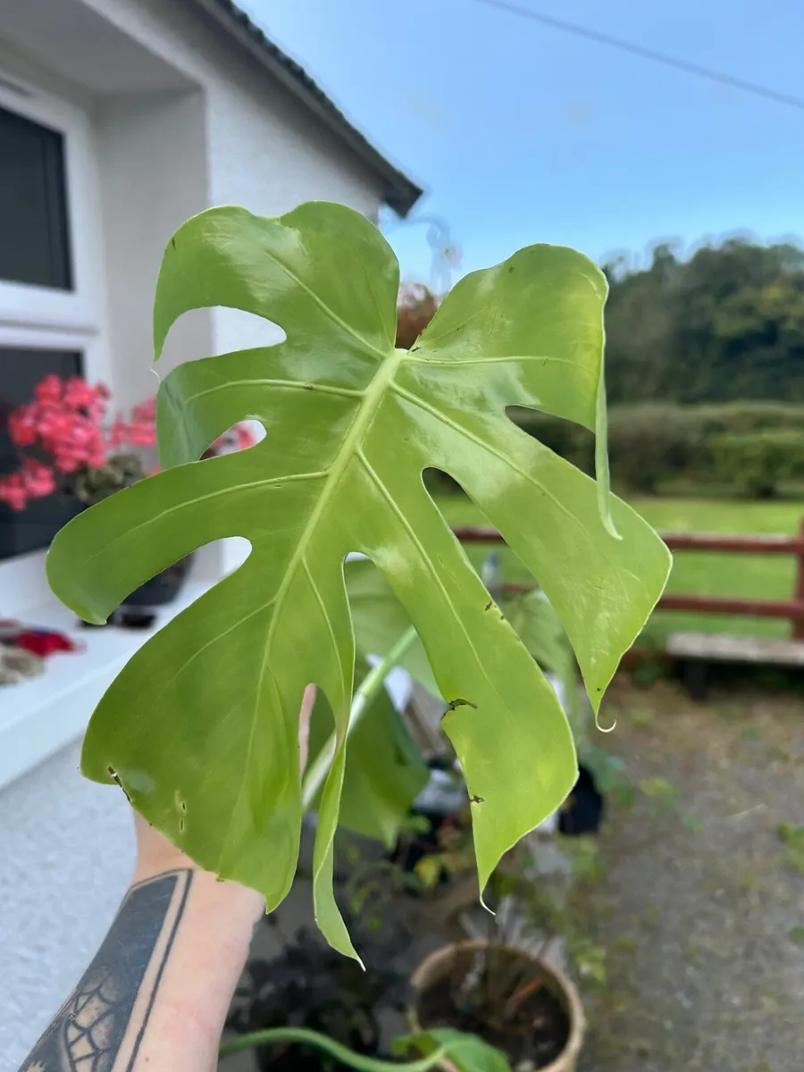 3 monstera (cheese plant) house plants - Image 2