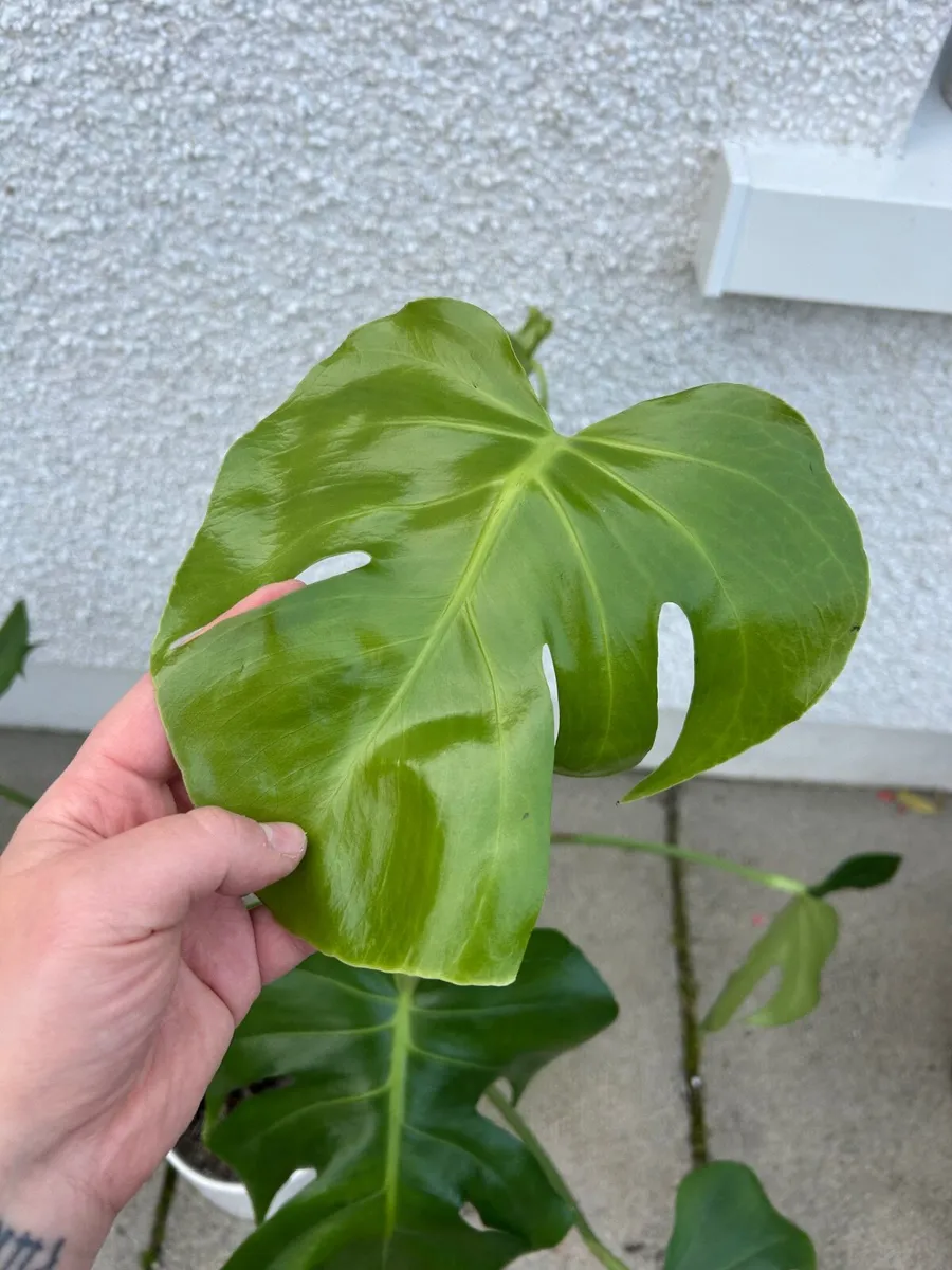 3 monstera (cheese plant) house plants - Image 3