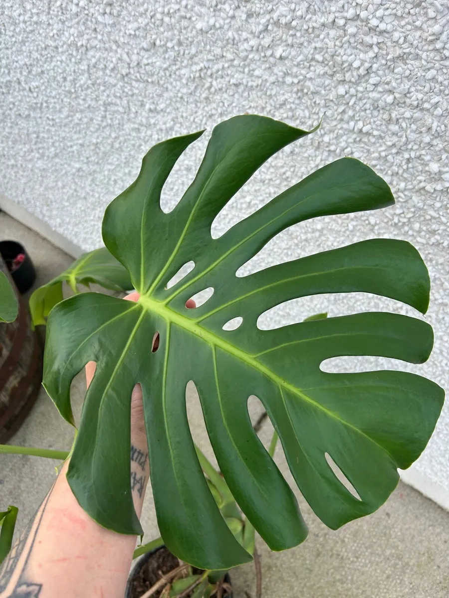 3 monstera (cheese plant) house plants - Image 1