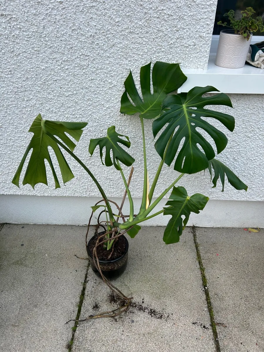 3 monstera (cheese plant) house plants - Image 4