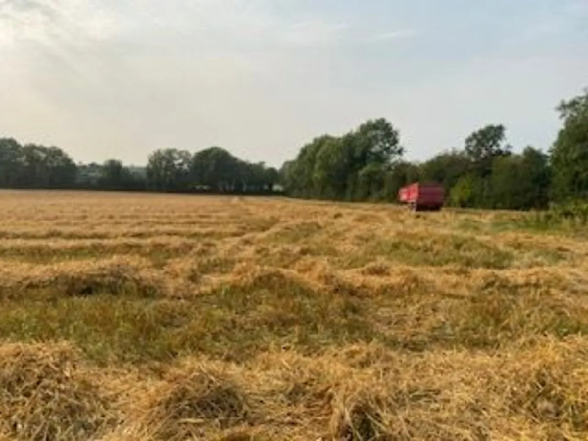 Organic Straw - Image 3