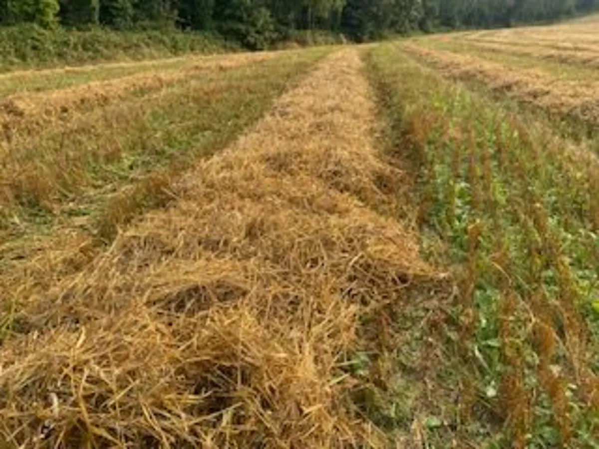 Organic Straw - Image 4