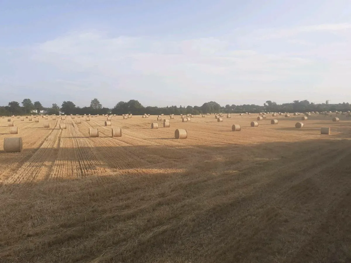 Barley straw - Image 1