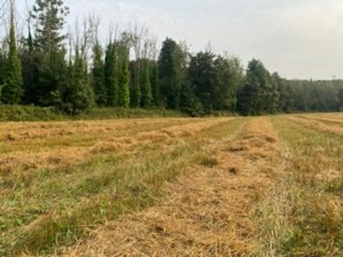 Organic Straw - Image 1