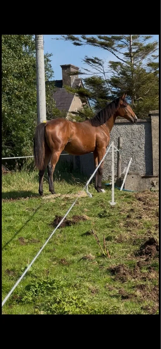 Yearling - entered into Cavan - Image 1