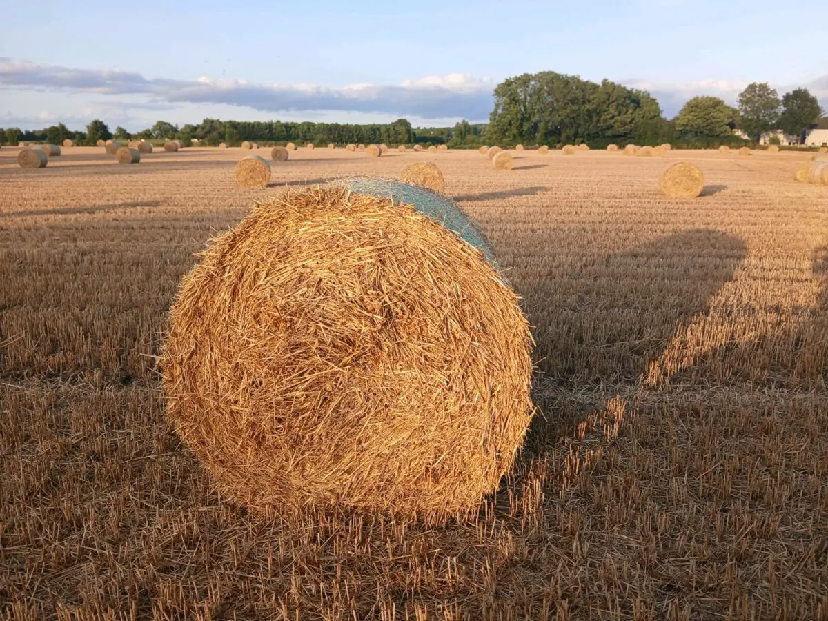 Barley straw - Image 2