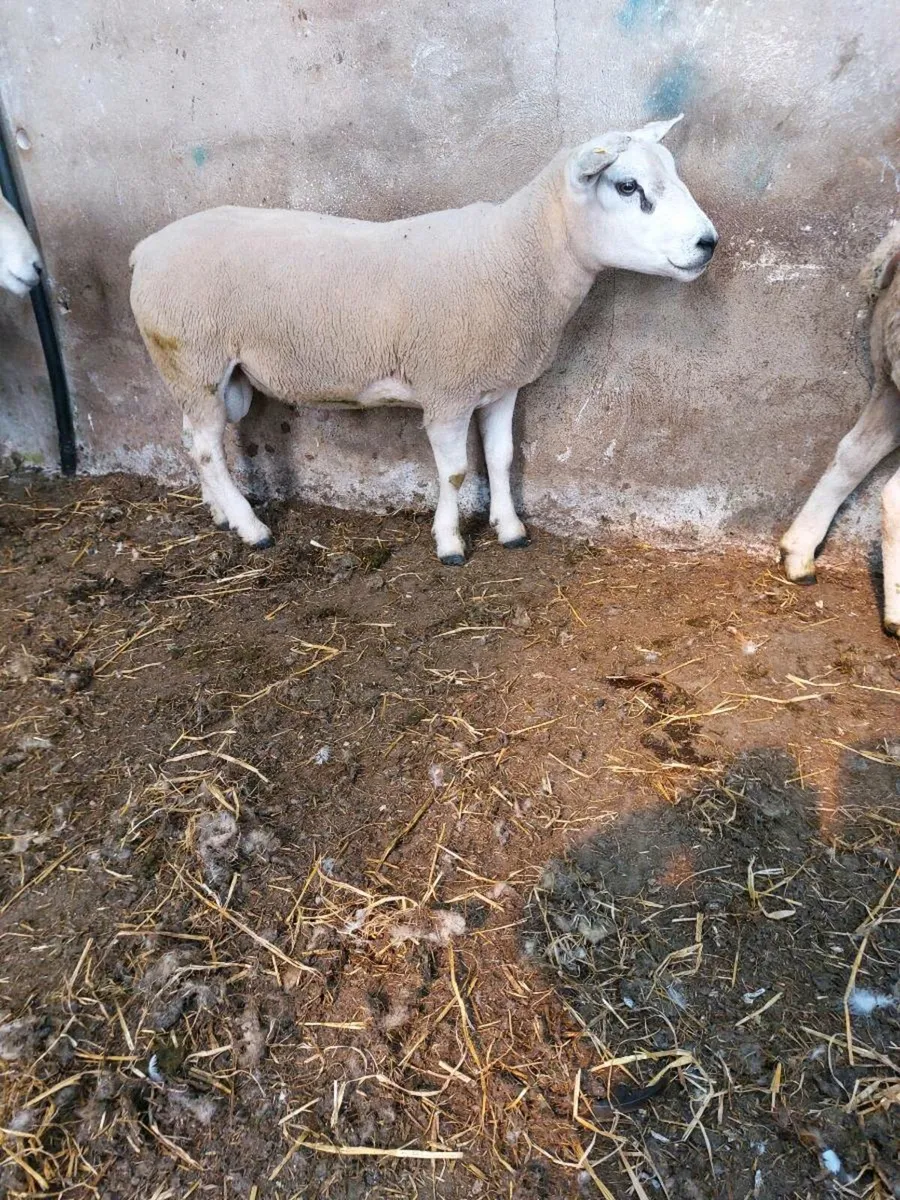 Texel Hogget Ram - Image 2