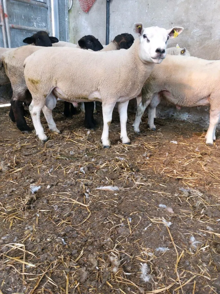 Texel Hogget Ram - Image 1