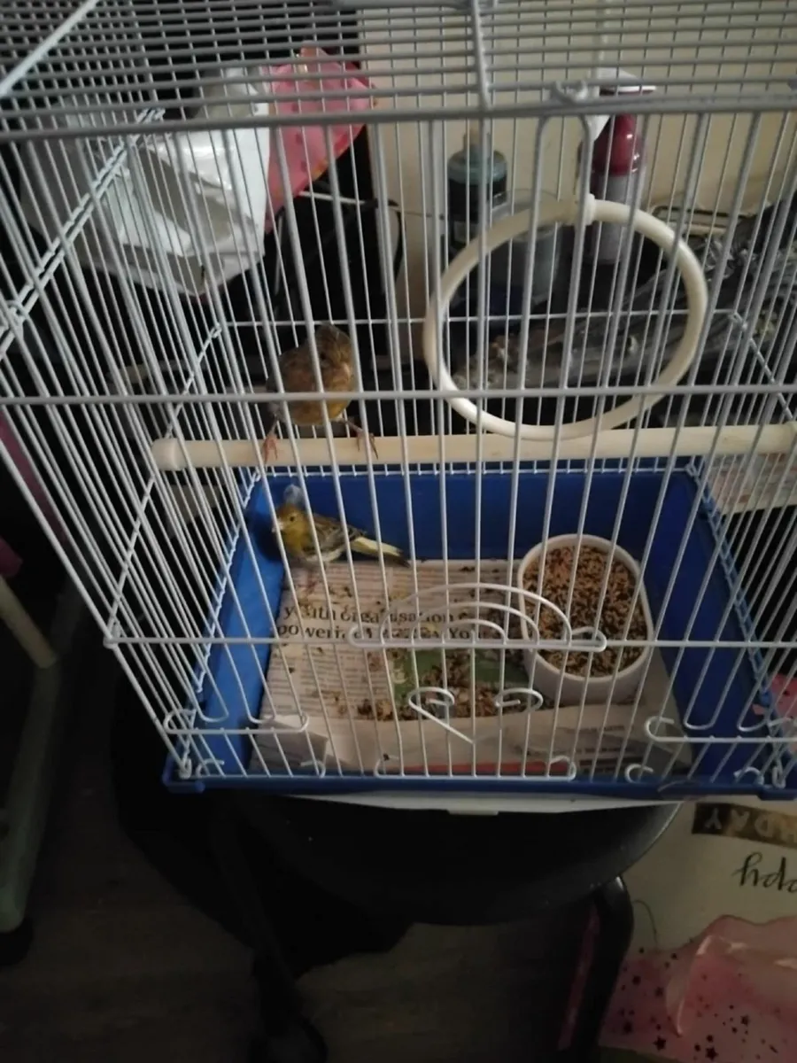 Bird and cages - Image 3
