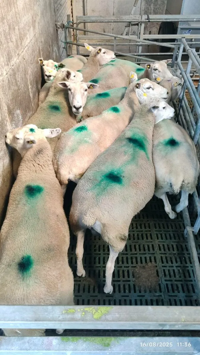 10 Cull Ewe's - Image 1
