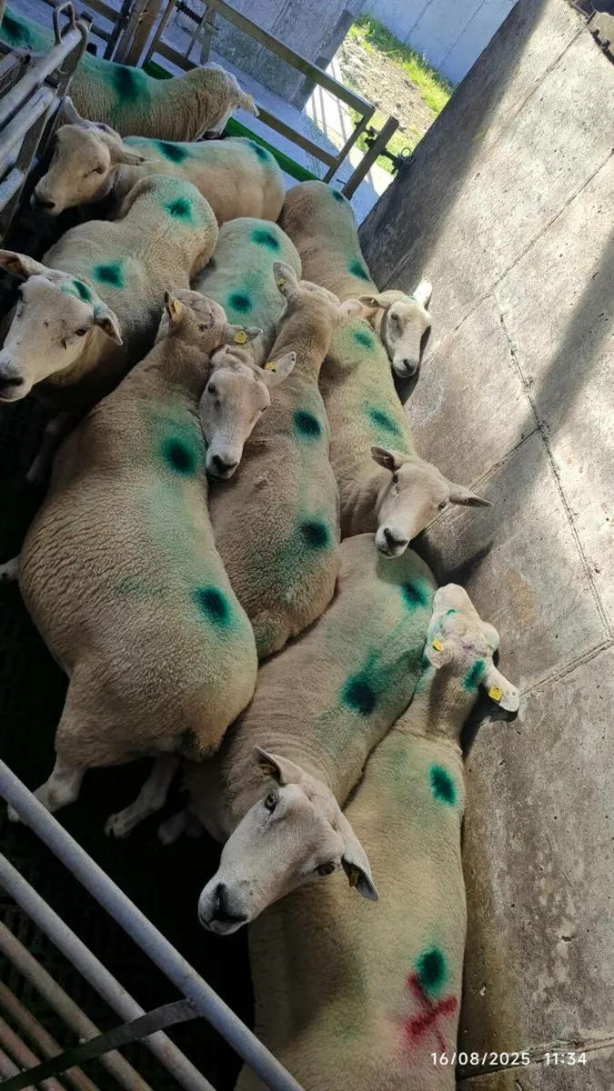 10 Cull Ewe's - Image 2