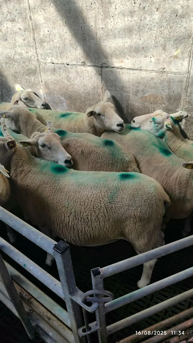 10 Cull Ewe's - Image 3