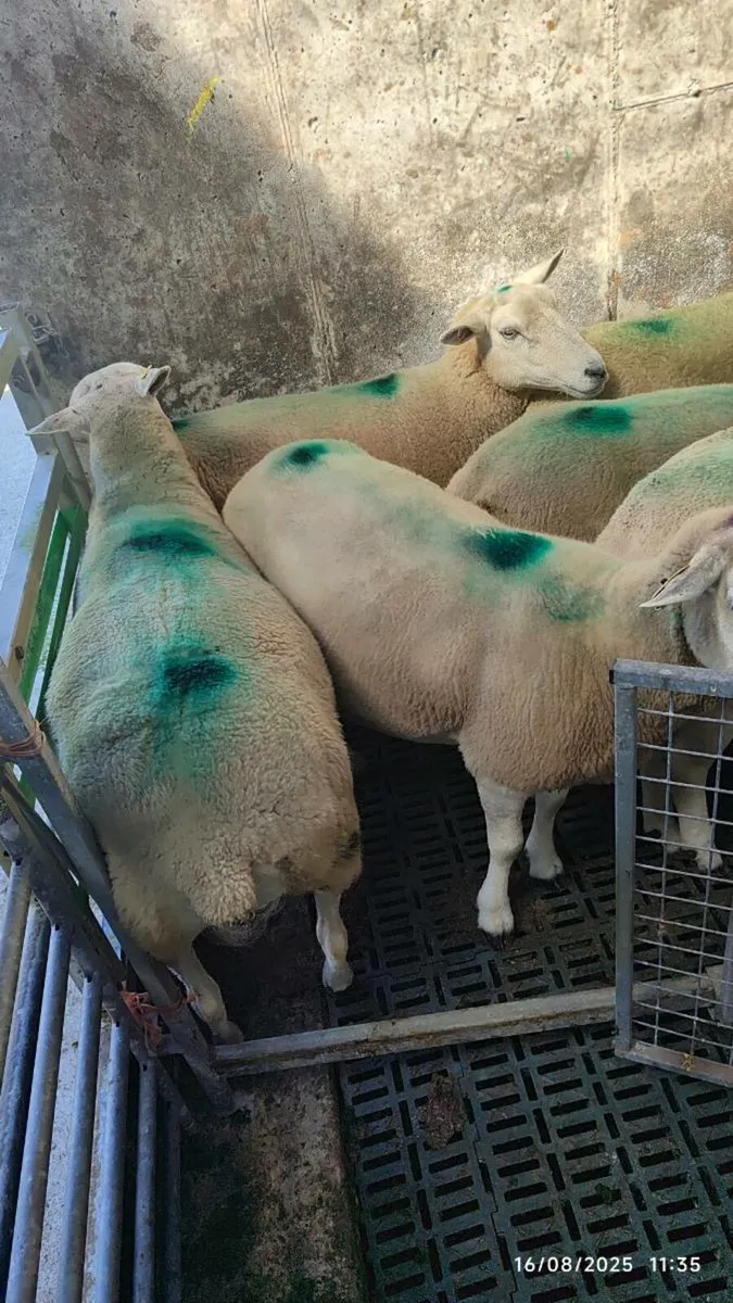 10 Cull Ewe's - Image 4