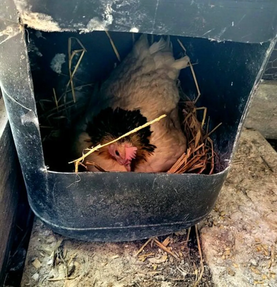 hatching / clocking hen