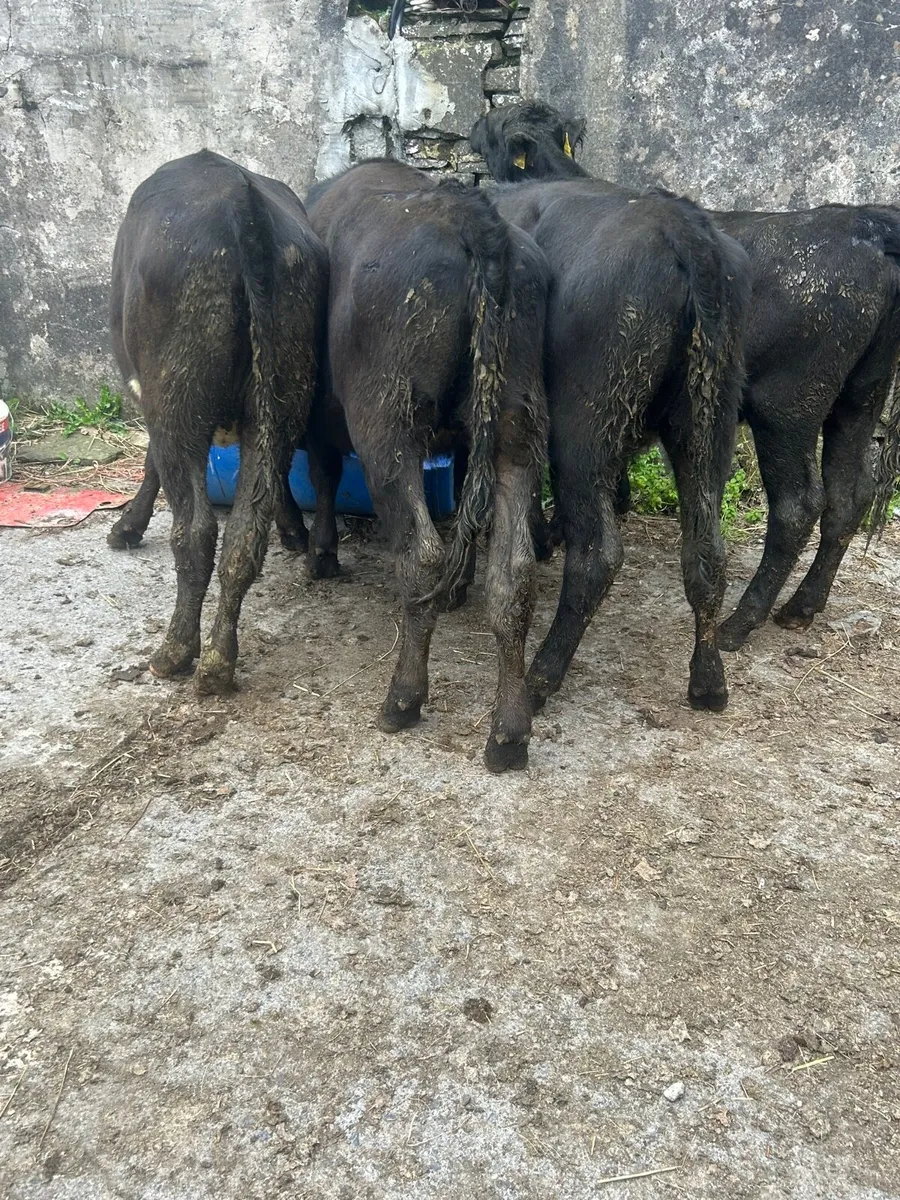 4 Angus heifers No Movements - Image 1