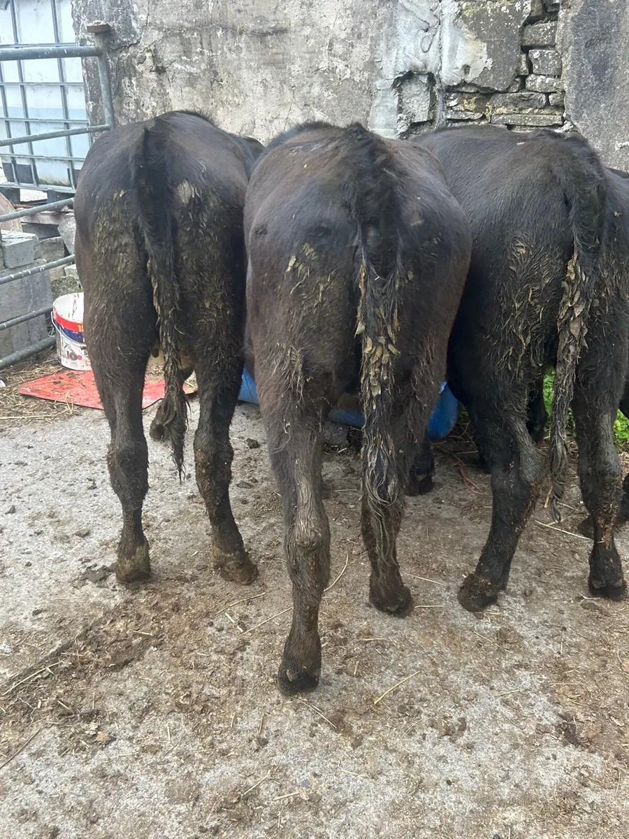 4 Angus heifers No Movements - Image 2