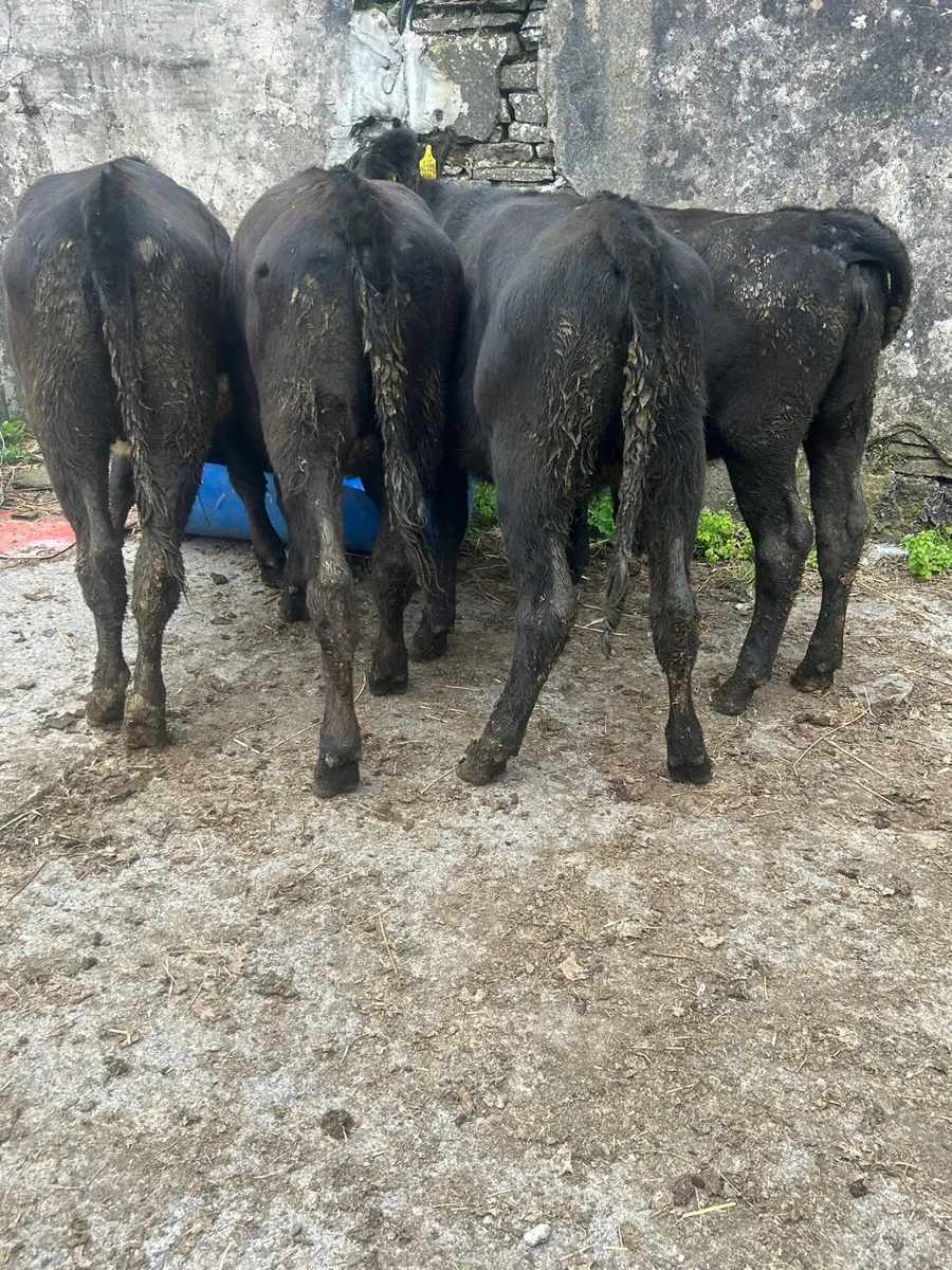 4 Angus heifers No Movements - Image 3