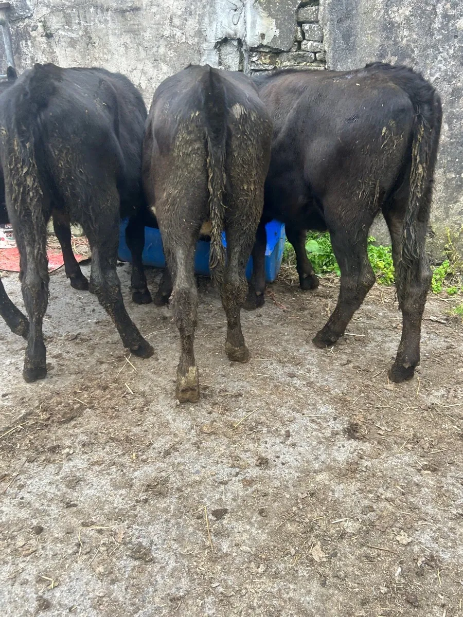 4 Angus heifers No Movements - Image 4