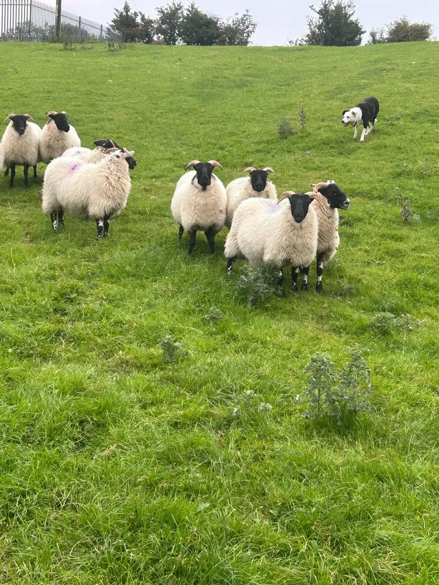 Ewe lambs - Image 1