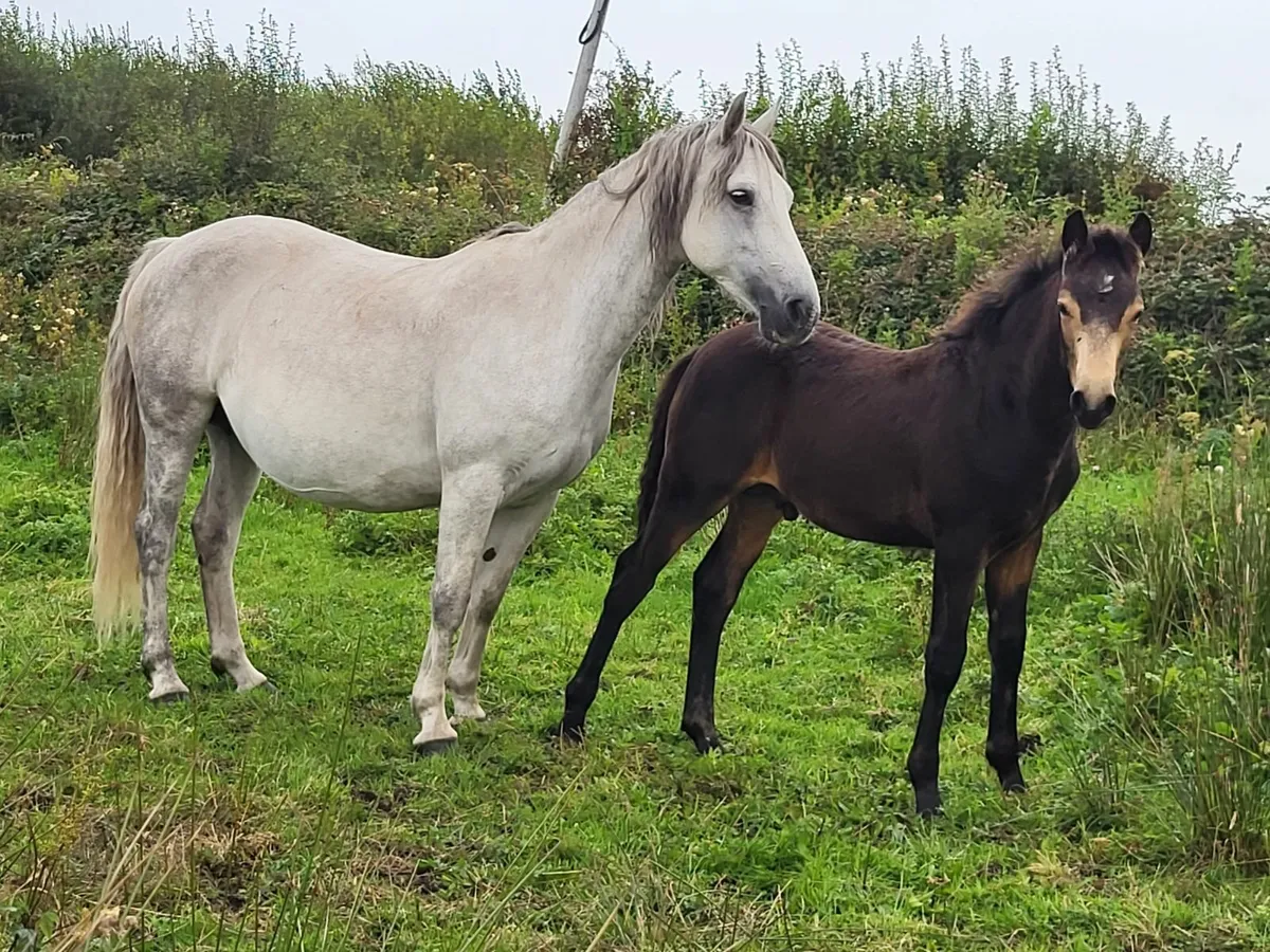 CLIFDEN LOT 562 Mare and foal - Image 1