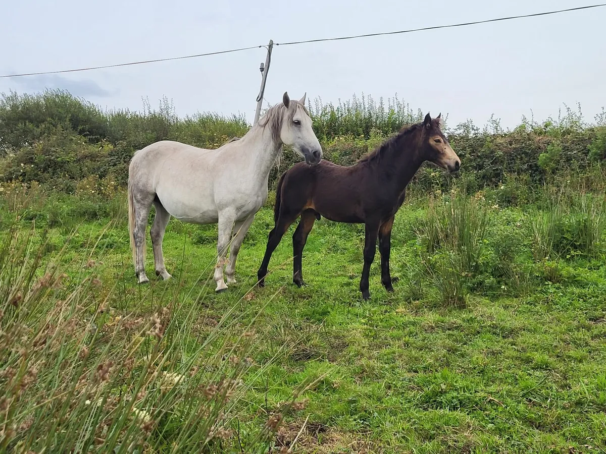 CLIFDEN LOT 562 Mare and foal - Image 2
