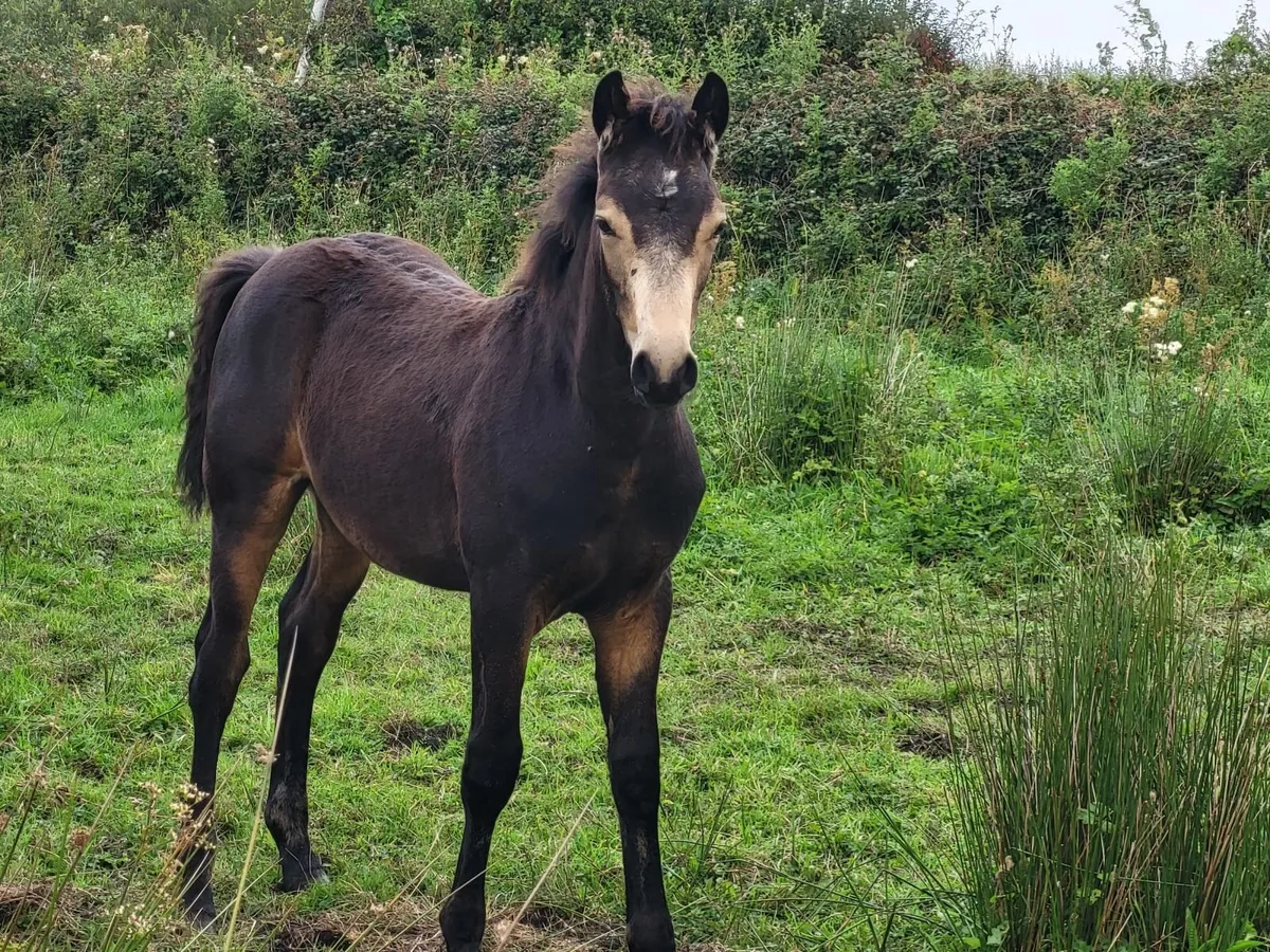 CLIFDEN LOT 562 Mare and foal - Image 3