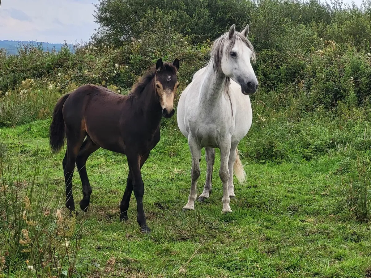 CLIFDEN LOT 562 Mare and foal - Image 4