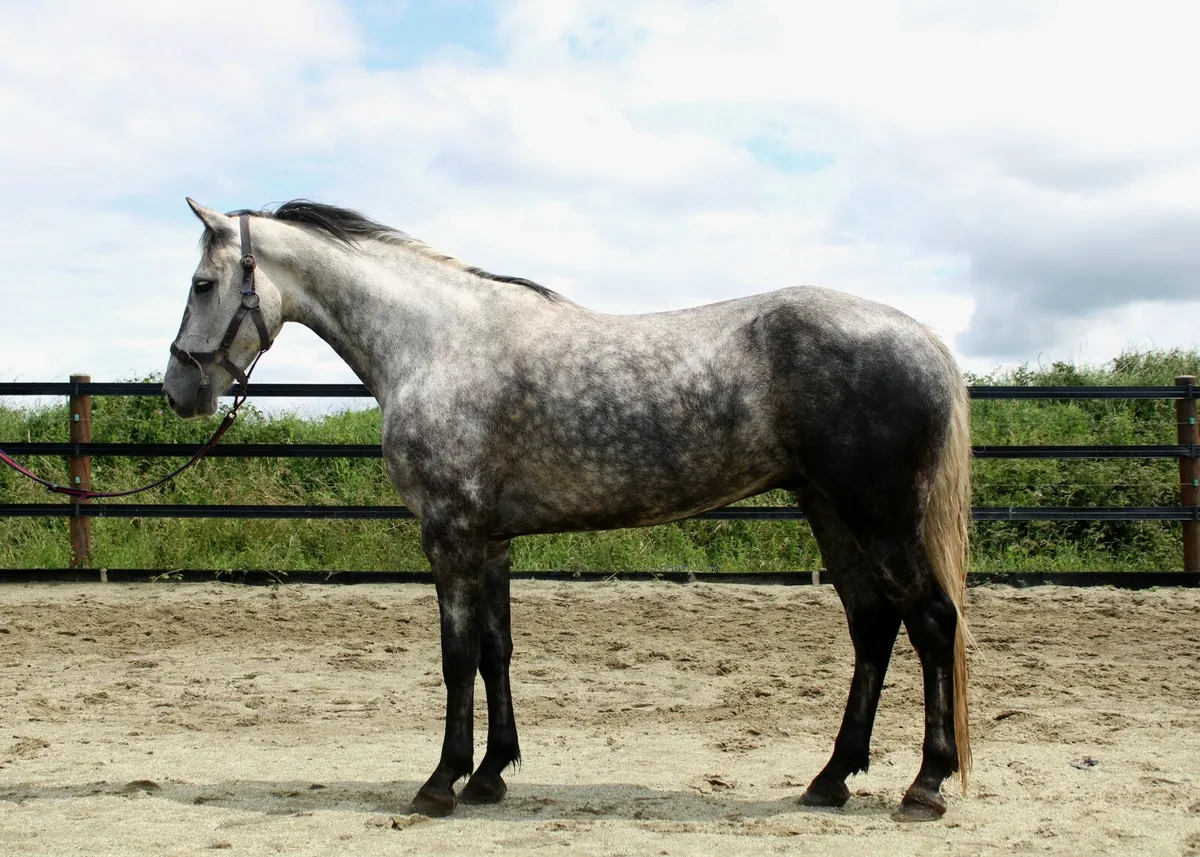 14.3 5yo connemara Gelding - Image 1