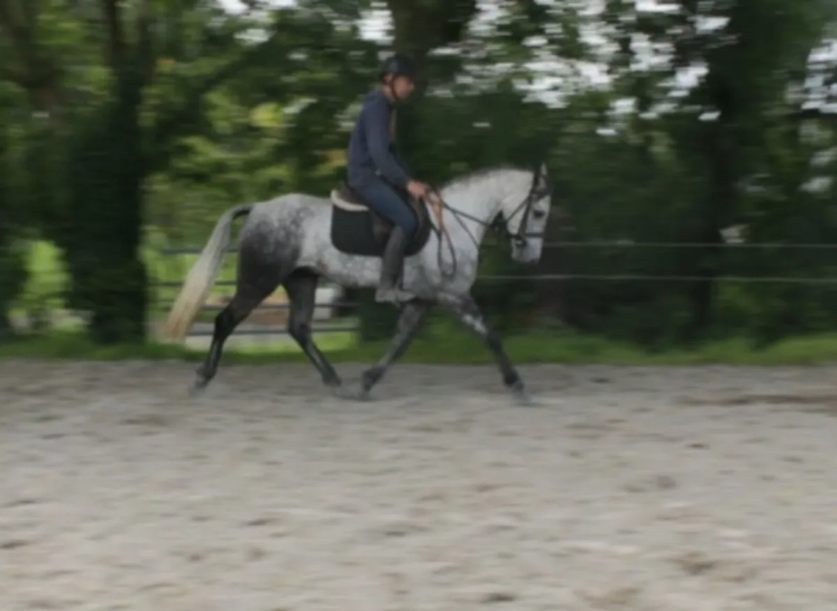 14.3 5yo connemara Gelding - Image 3