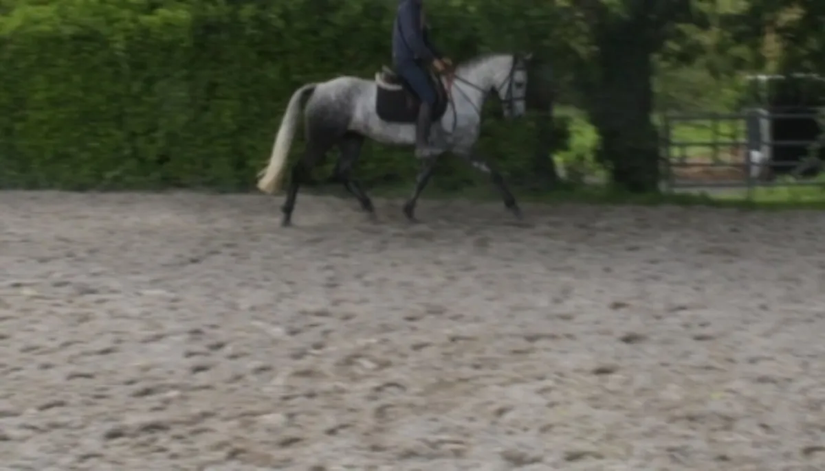 14.3 5yo connemara Gelding - Image 4