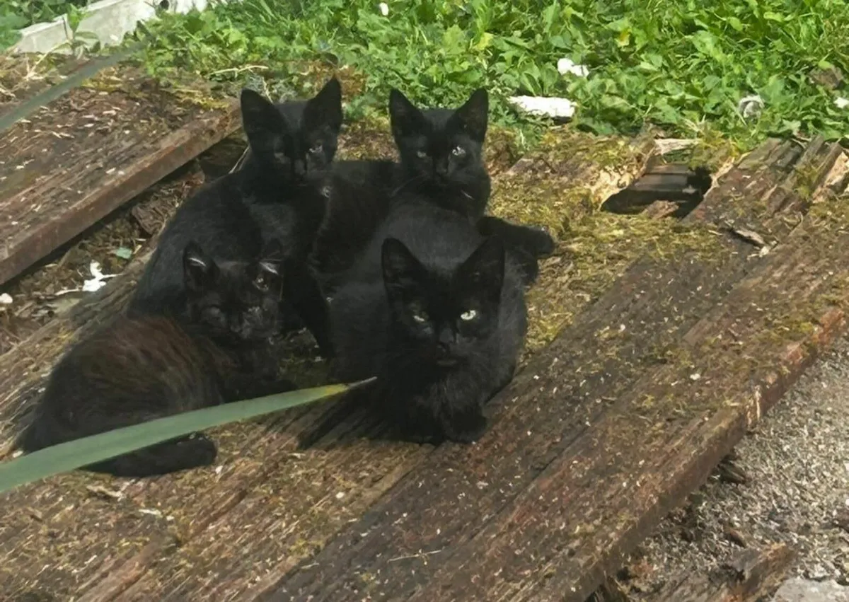 Beautiful stray kittens 😸 ♥️