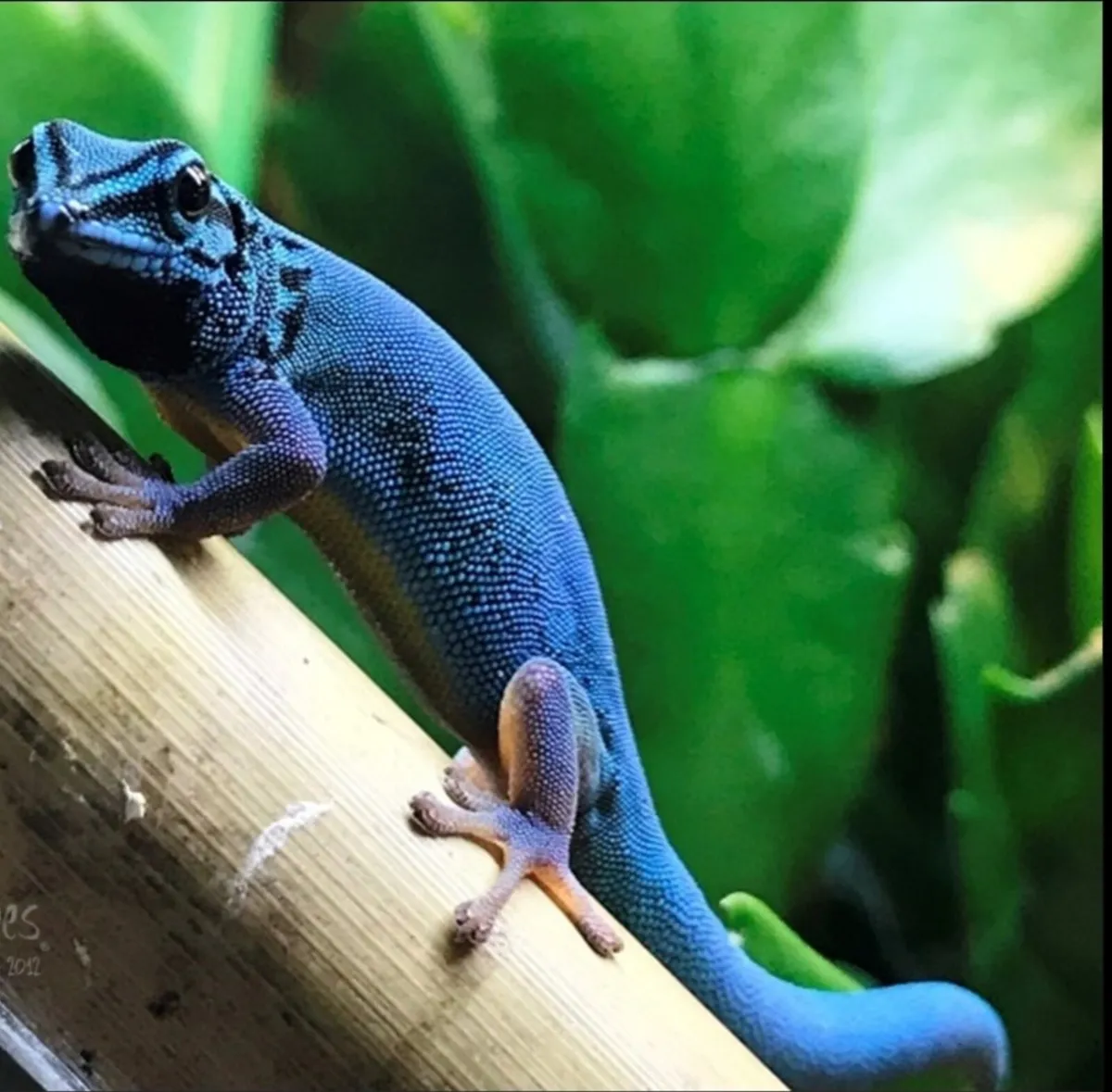 Electric blue day geckos - Image 1