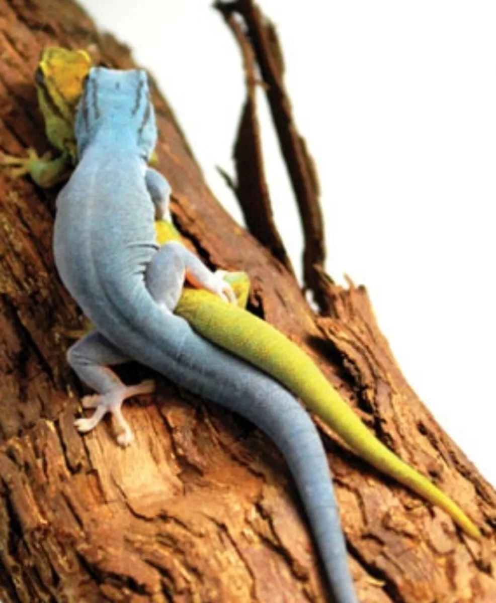 Electric blue day geckos - Image 2