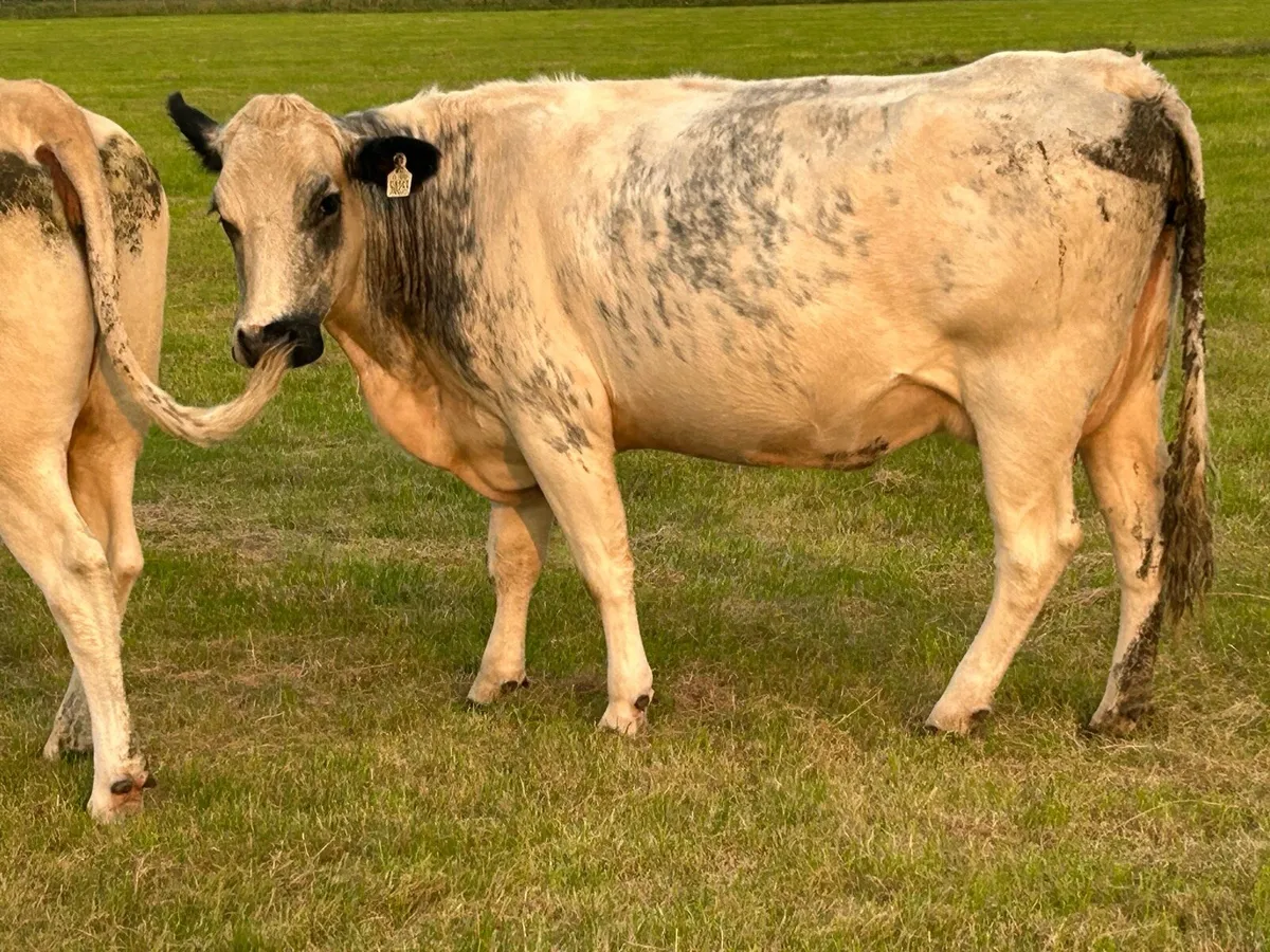3 first calved heifers - Image 3