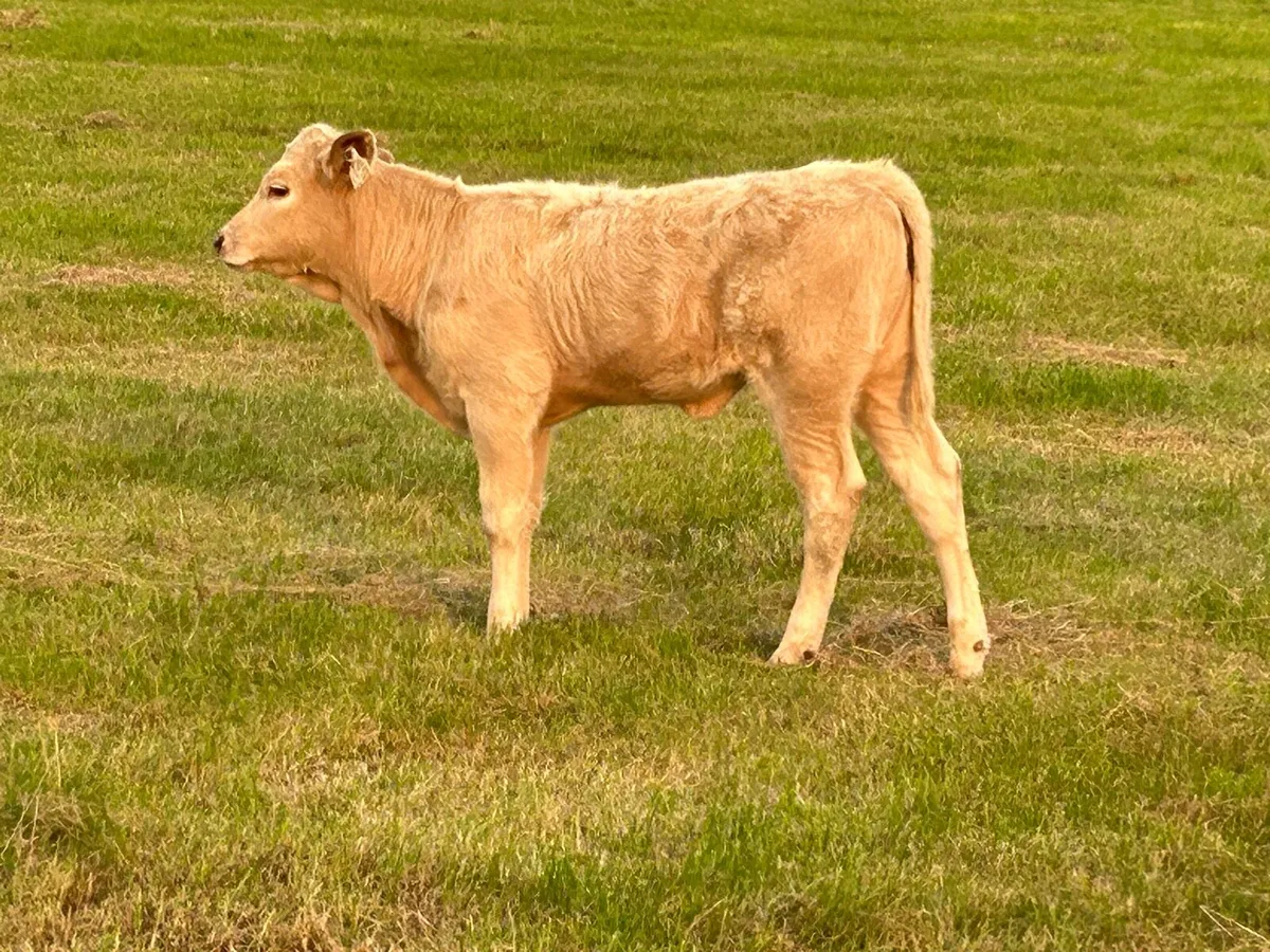 3 first calved heifers - Image 4