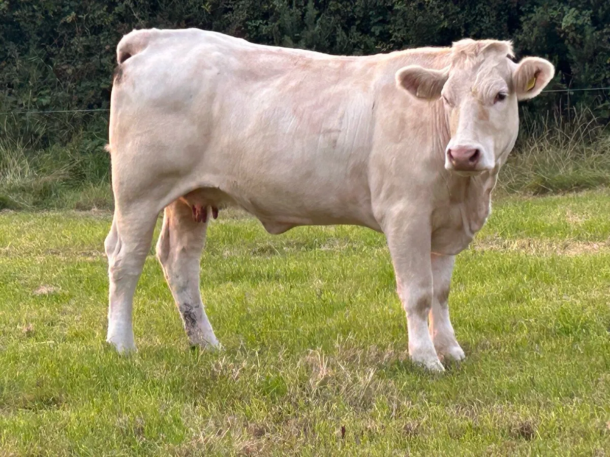 3 first calved heifers - Image 1