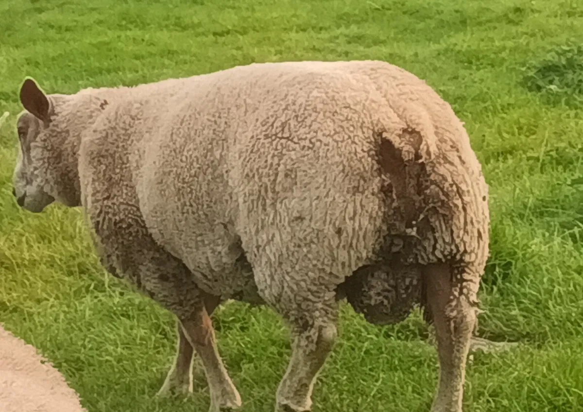 PB Charolais Ram lambs - Image 1