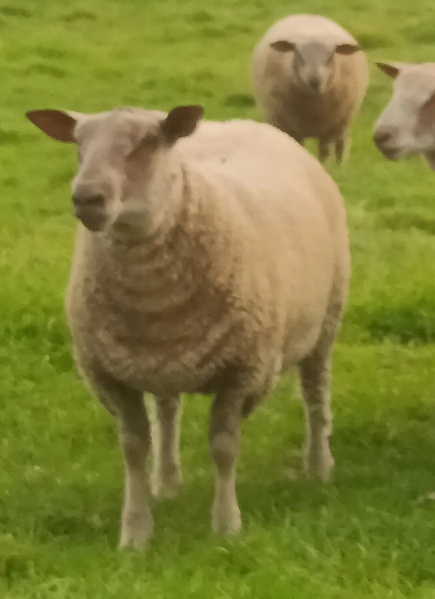 PB Charolais Ram lambs - Image 2