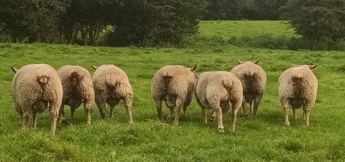 PB Charolais Ram lambs - Image 3