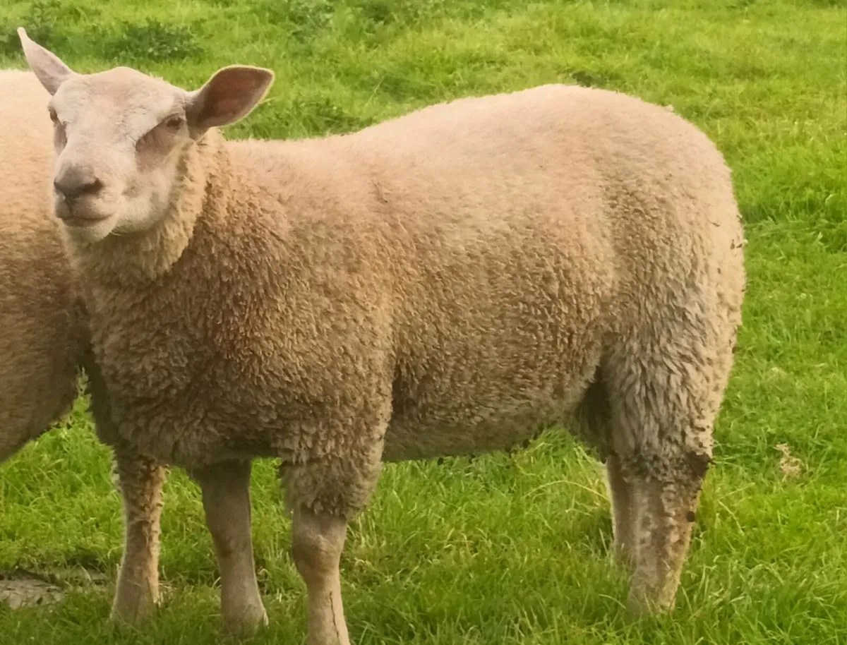 PB Charolais Ram lambs - Image 4