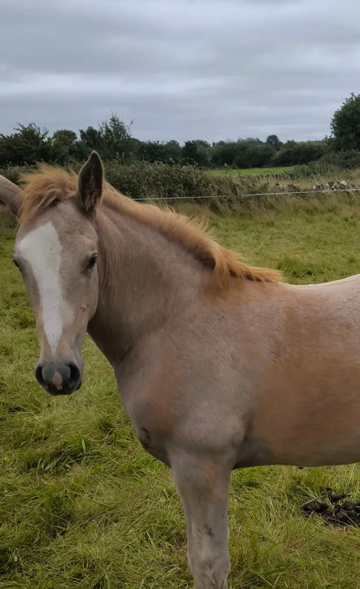 2 super irish draught foals for sale - Image 2