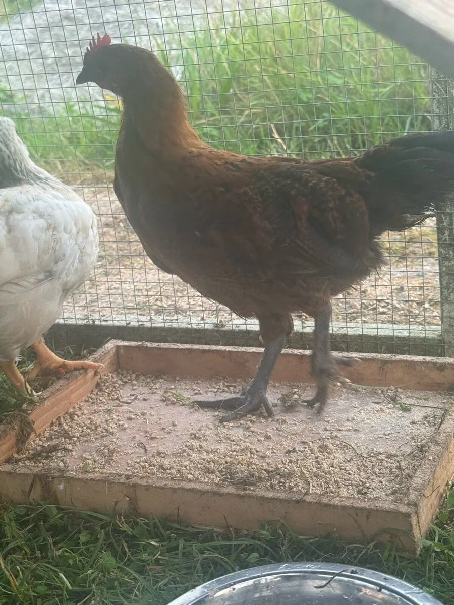 2 bantam roosters - Image 3