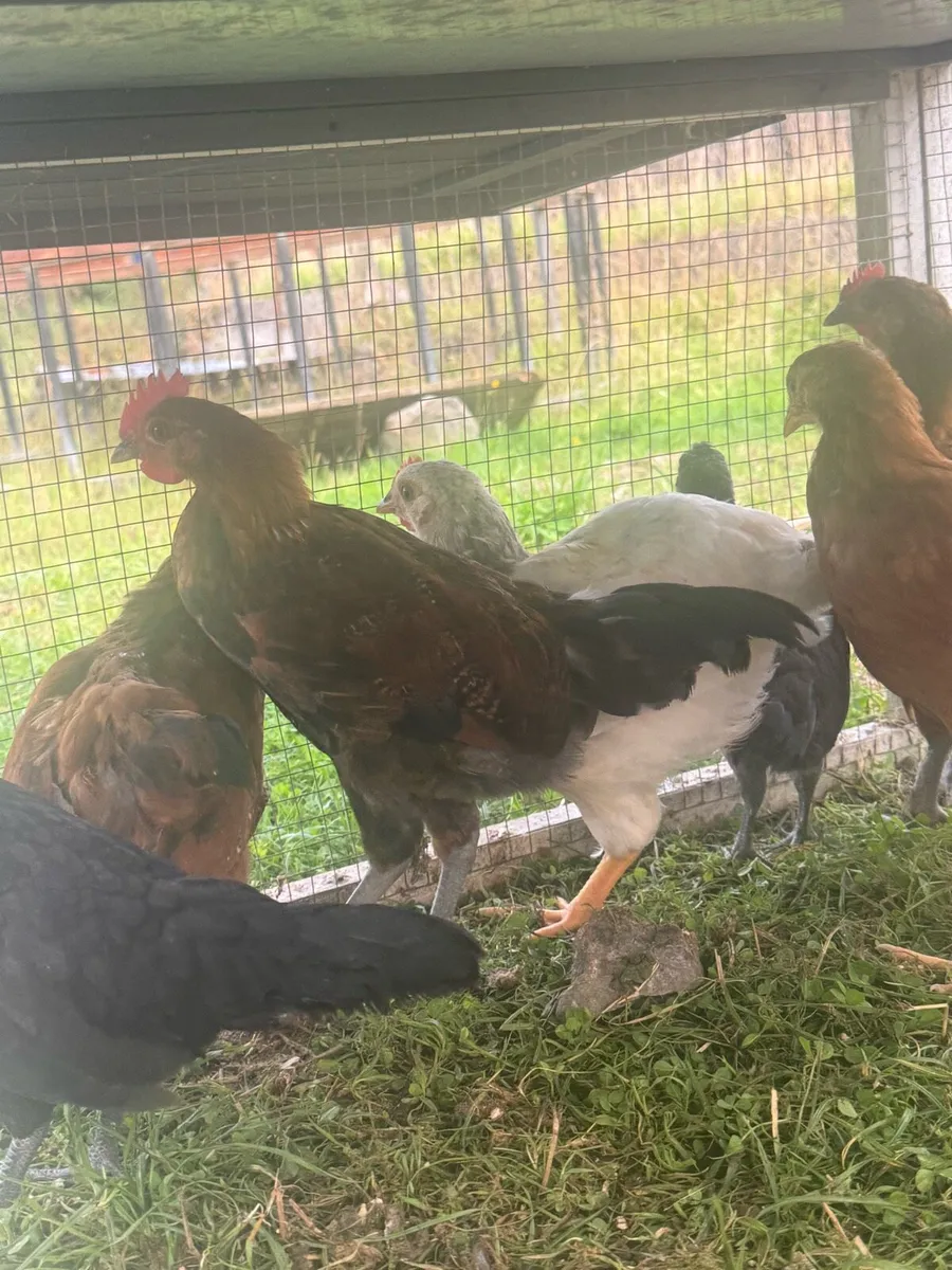 2 bantam roosters - Image 4