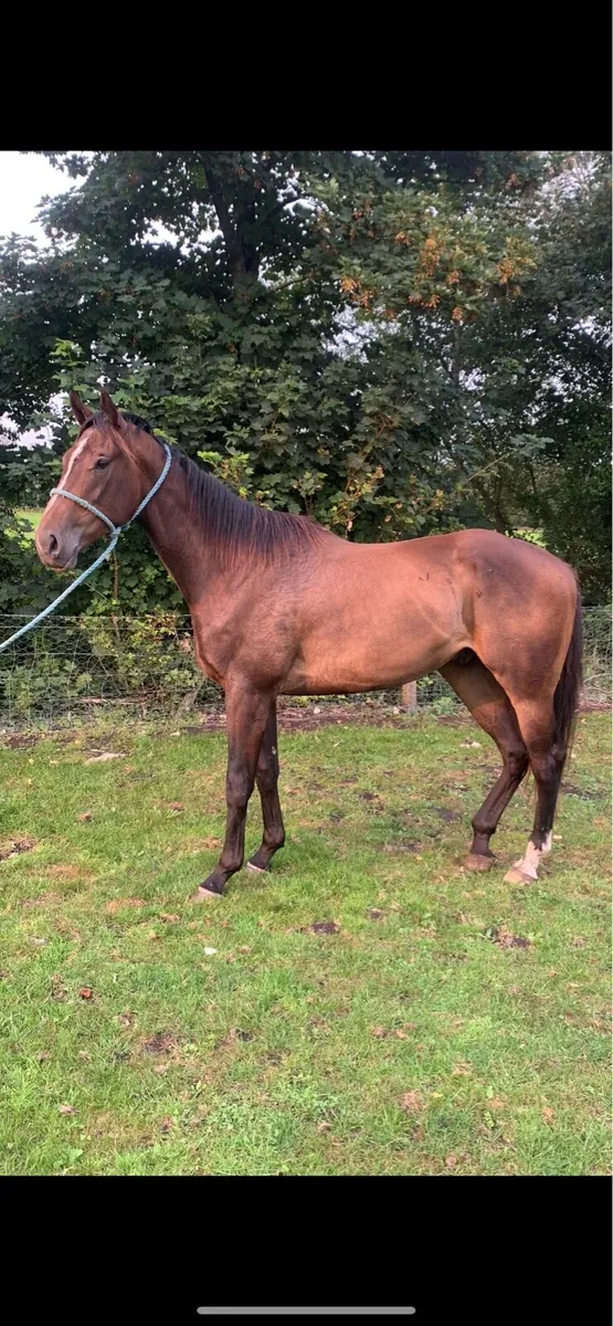 Gelding by poets word x Gerry’s girl , 3yo - Image 1
