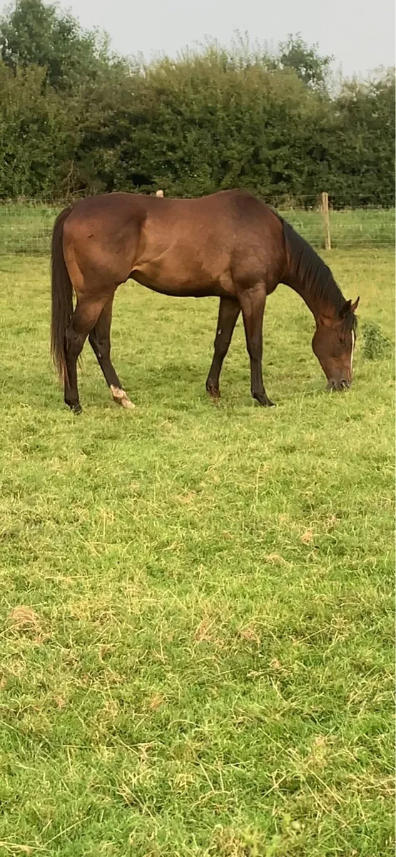 Gelding by poets word x Gerry’s girl , 3yo - Image 2