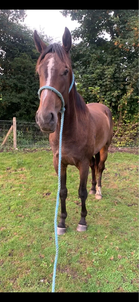 Gelding by poets word x Gerry’s girl , 3yo - Image 3