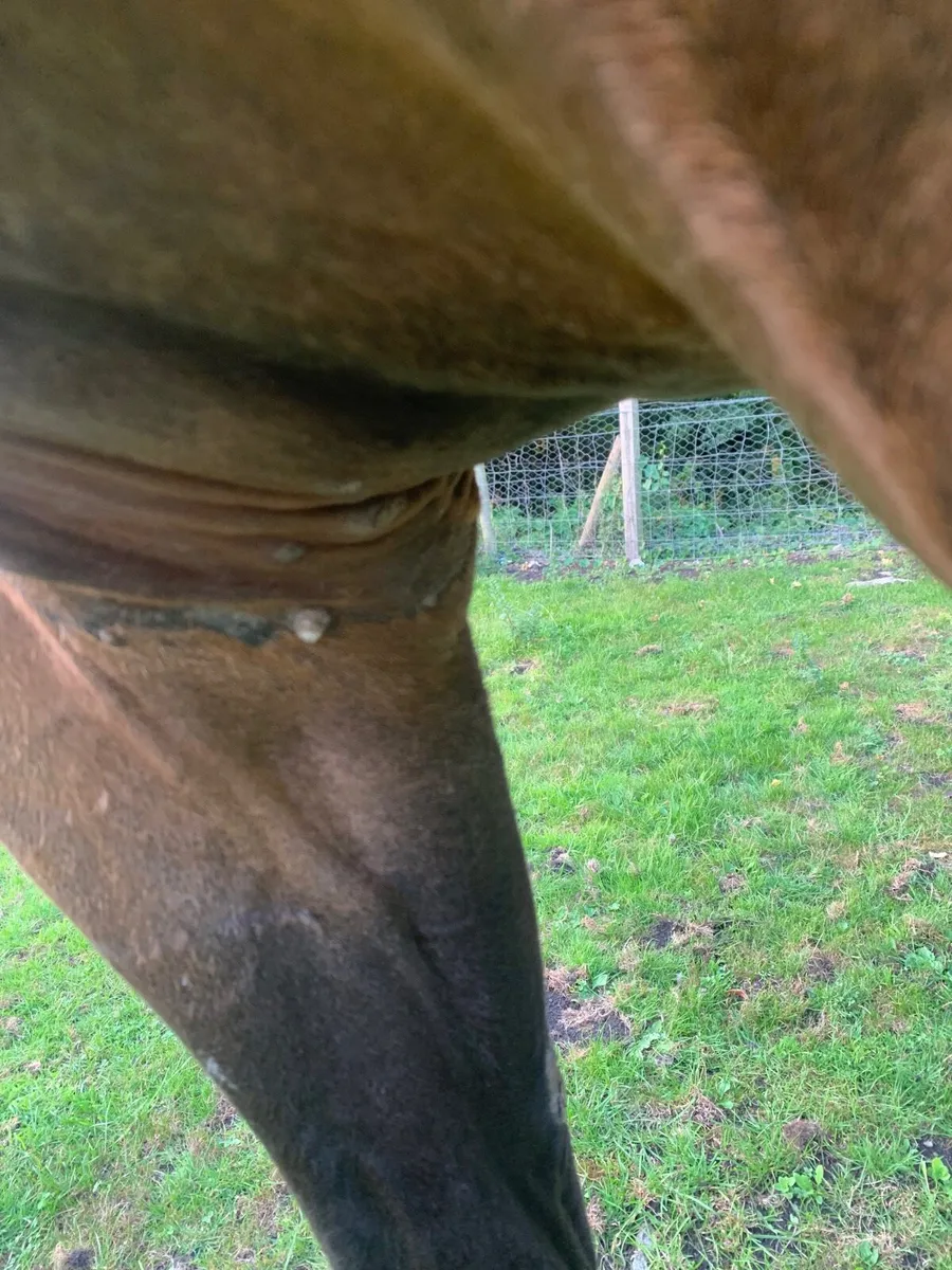Gelding by poets word x Gerry’s girl , 3yo - Image 4
