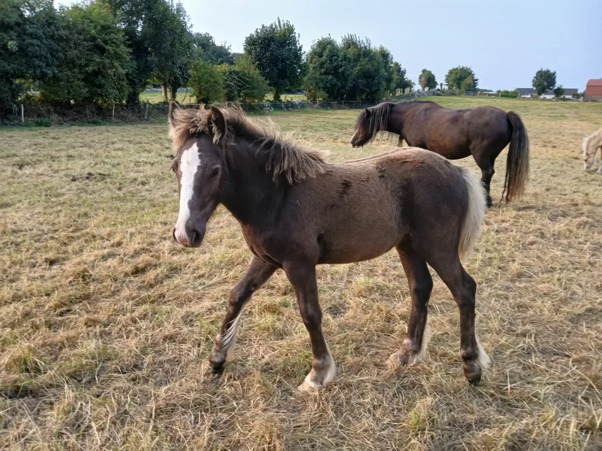 Filly - Image 1