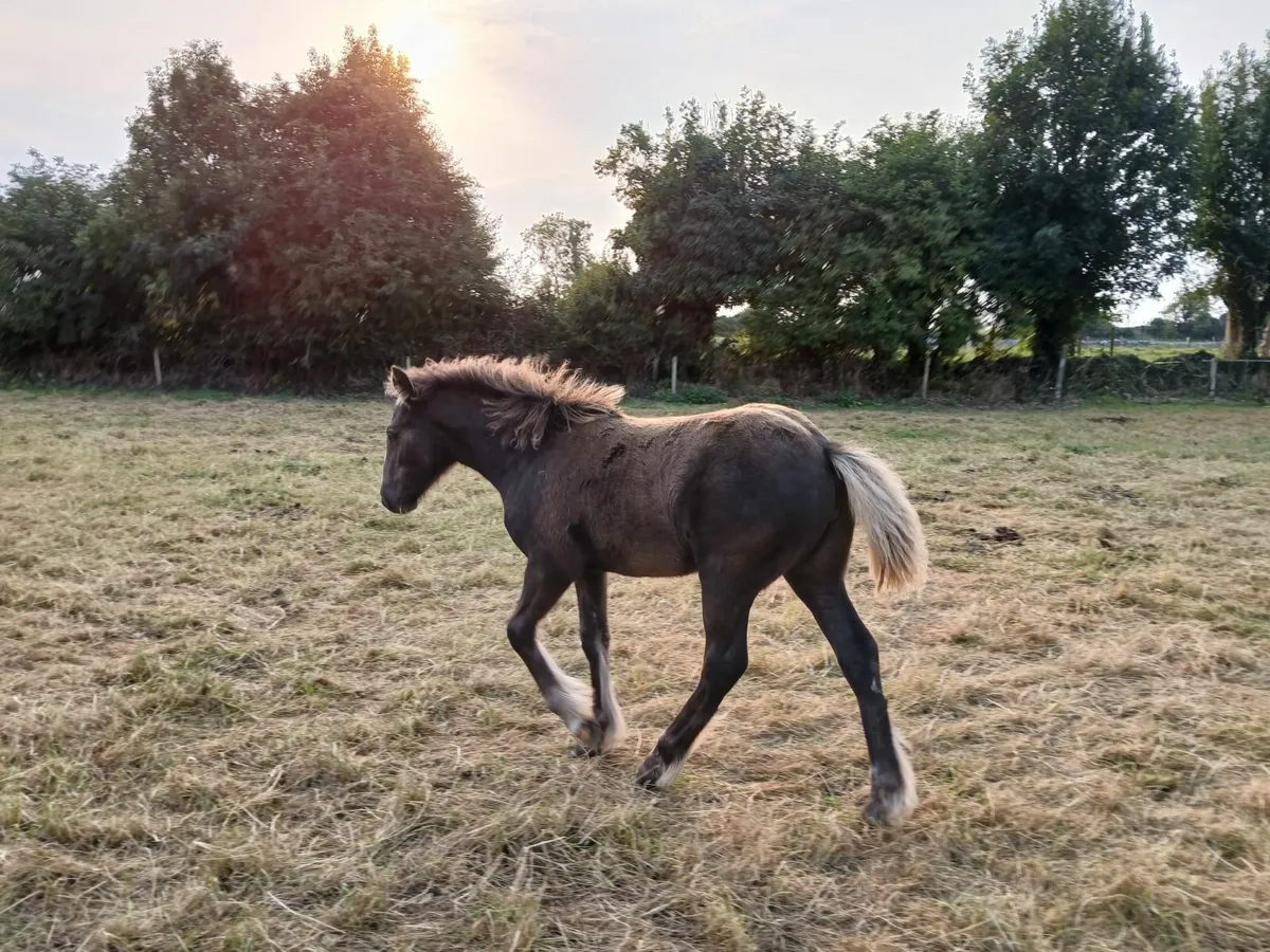 Filly - Image 2