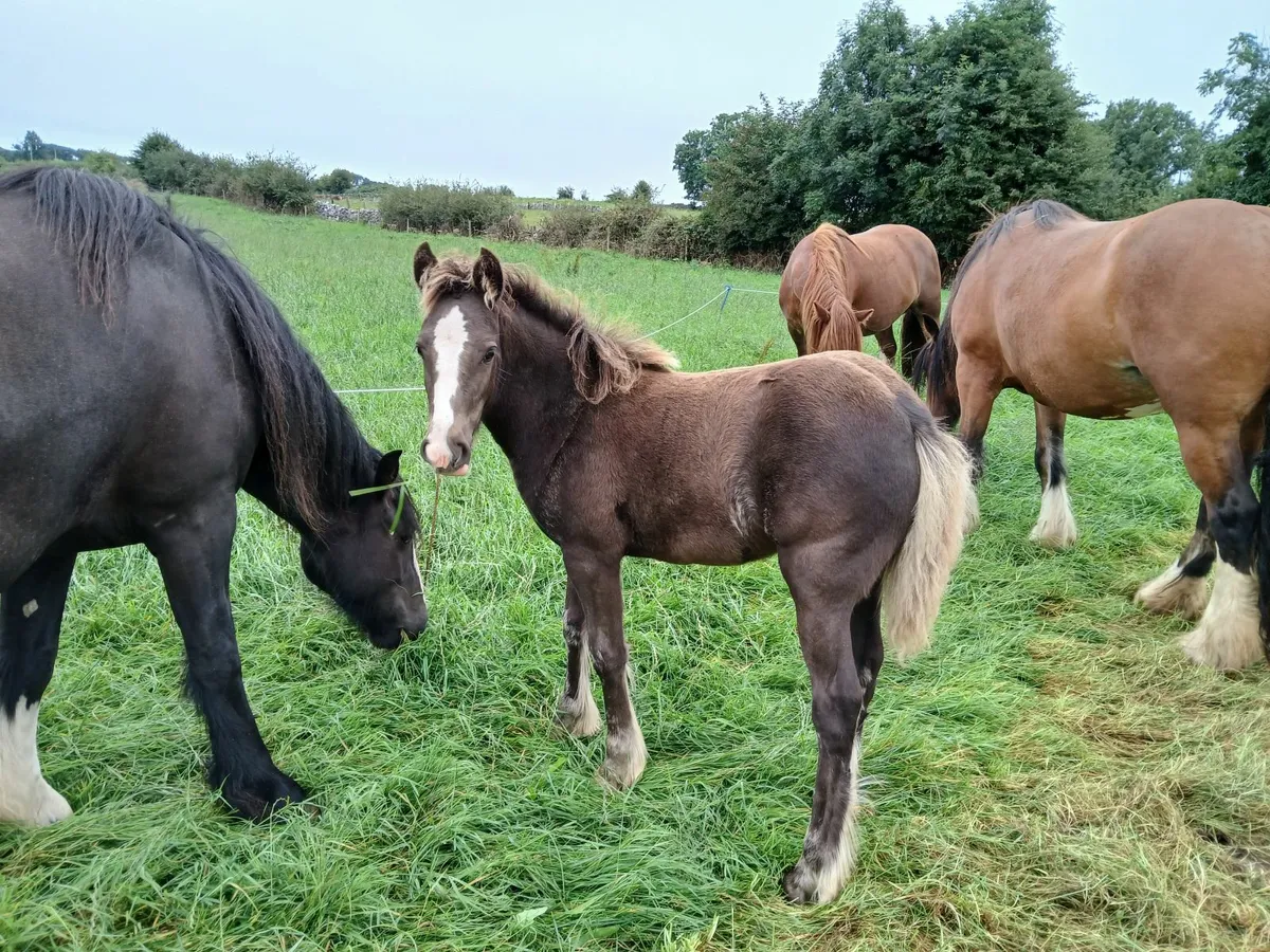 Filly - Image 3